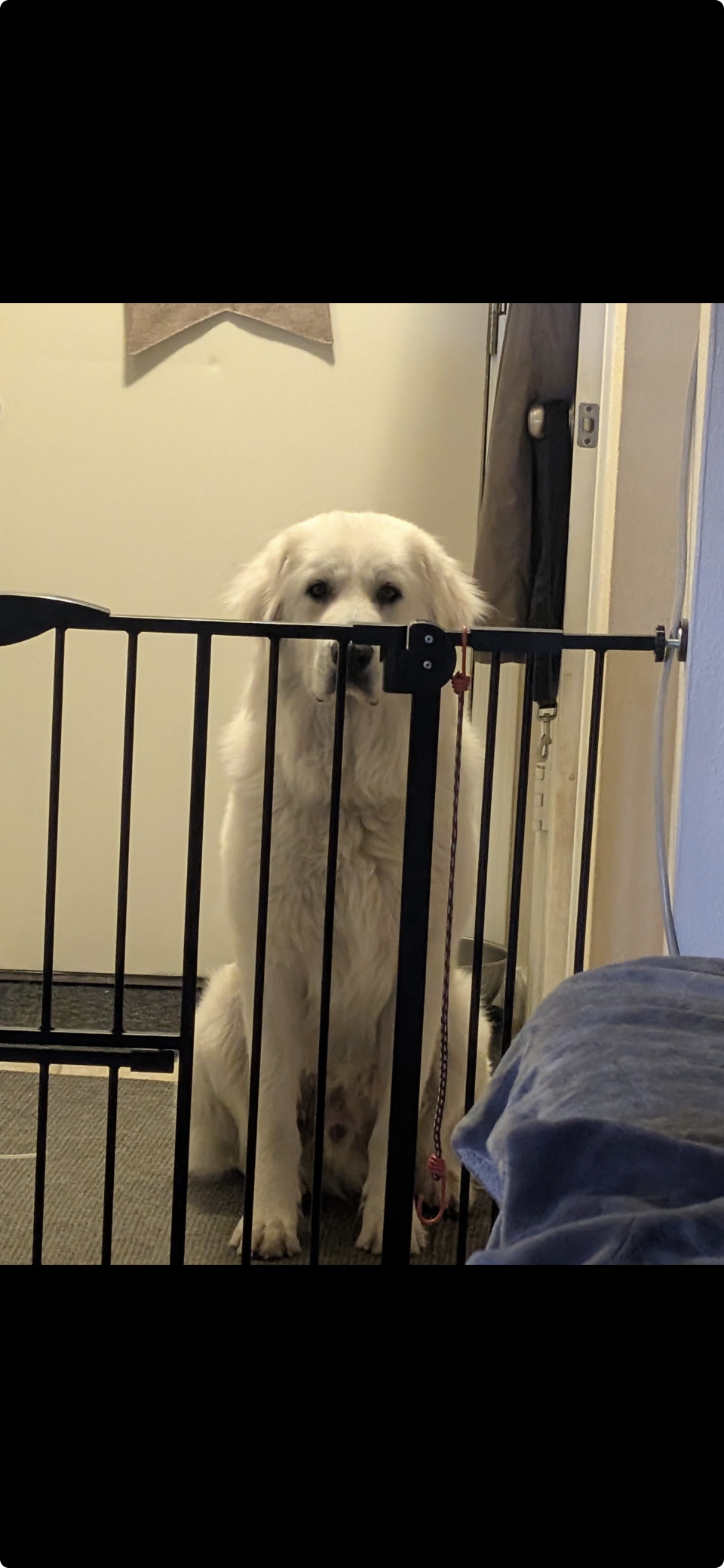 JJ Bear